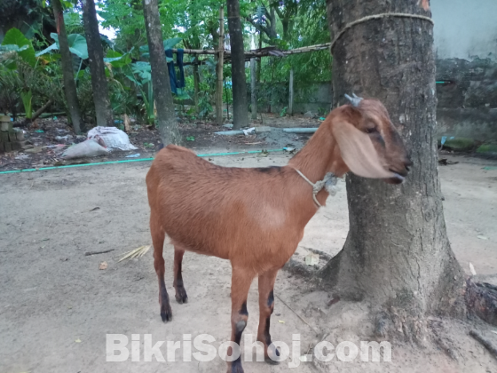 দেশী ছাগী বিক্রি হবে